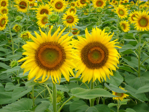 659363 (a): :1600x1200